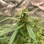 auto-northern-lights-xxl-fem-00-seeds.jpg