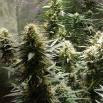 auto-super-extra-skunk-victory-seeds.jpg