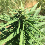 black-jack-auto-sweet-seeds.jpg