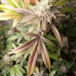 blackberry-moonrocks-fem-alphafem-seeds.jpg