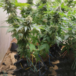 northern-lights-fem-00-seeds.jpg