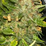 whiskey-zulu-auto-fem-7ch-american.jpg
