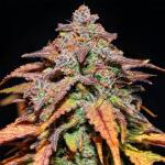 bruce-banner-autoflower-fem-seedkeepers.jpg