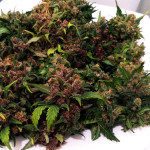purple-lemonade-auto-fem-fastbuds.jpg