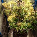 purple-juice-auto-fem-herbies-seeds.jpg