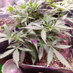 apple-betty-auto-fem-herbies-seeds.jpg