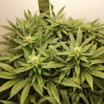 chocolate-cream-fem-00-seeds.jpg