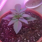 six-shooter-auto-fem-fastbuds.jpg