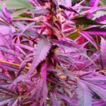 auto-bubblegum-pro-victory-seeds.jpg