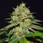 grandmommy-purple-fem-herbies-seeds.jpg
