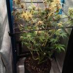 purple-juice-auto-fem-herbies-seeds.jpg