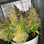 whiskey-zulu-auto-fem-7ch-american.jpg