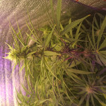 godzilla-glue-4-fem-herbies-seeds.jpg