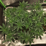 notorious-thc-fem-humboldt-seed-company.jpg