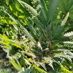 torpedo-fem-vip-seeds.jpg