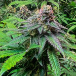 mimosa-x-orange-punch-fem-barneys-farm.jpg