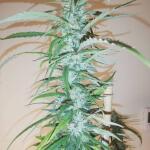 rainbow-road-fem-paradise-seeds.jpg