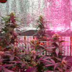 blue-mystic-automatic-nirvana-seeds.JPG
