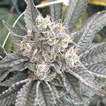 girl-scout-cookies-fem-blimburn-seeds.jpg
