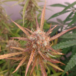 strawberry-gorilla-auto-fem-fastbuds.jpg