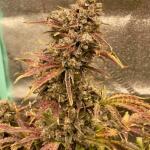 pineapple-express-auto-fem-barneys-farm.jpg