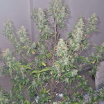 sweet-zenzation-xl-auto-fem-sweet-seeds.jpg
