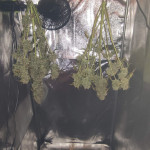 triple-g-auto-fem-rqs.jpg