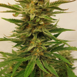 frostbanger-auto-fem-fastbuds.jpg