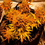 quarter-pounder-autoflower-fem-easy-grow-seeds.jpg