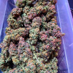 mimosa-x-orange-punch-fem-barneys-farm.jpg