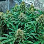 jack-herer-fem-seedkeepers.jpg