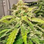 bruce-banner-autoflower-fem-seedkeepers.jpg