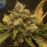 booberry-cookies-rbx-fem-ethos-genetics.jpg