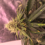 gelato-242-fem-medical-seeds.jpeg