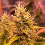 auto-jack-fem-paradise-seeds.jpg