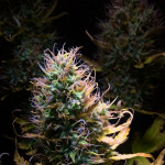 blue-dreammatic-auto-fastbuds.jpeg