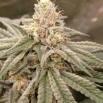 chocolate-kush-fem-00-seeds.jpg