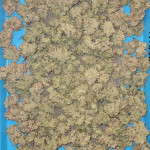 strawberry-og-cookies-r1-fem-ethos-genetics.jpg