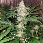 godzilla-original-glue-gg4-godzilla-glue-4-fem-herbies-seeds.jpg