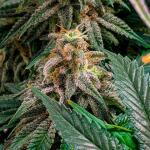 jack-herer-fem-seedkeepers.jpg