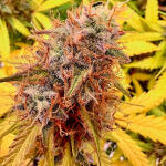 bruce-banner-autoflower-fem-seedkeepers.jpg
