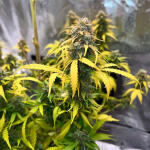 bruce-banner-autoflower-fem-seedkeepers.jpg