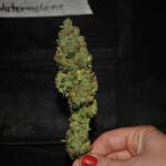 watermelon-zkittlez-fem-barneys-farm.jpg