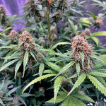 bruce-banner-autoflower-fem-seedkeepers.jpg