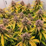 bruce-banner-autoflower-fem-seedkeepers.jpg