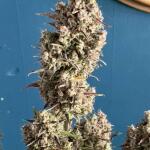 pineapple-express-auto-fem-barneys-farm.jpg