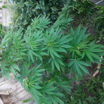 white-widow-fem-Semyanich.jpg