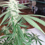 extreme-impact-auto-heavyweight-seeds.jpg