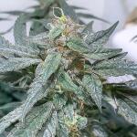 trainwreck-fast-version-fem-seedkeepers.jpg