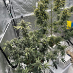 diablo-rojo-xl-auto-fem-sweet-seeds.jpg